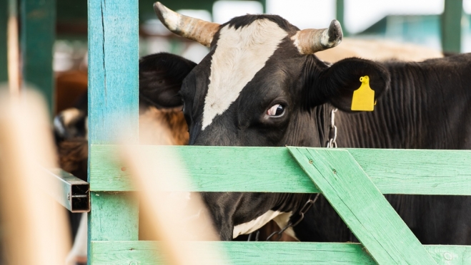 Предприятие Горномарийского района будет экспортировать говяжий коллагеновый белок