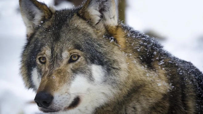 В Марий Эл за сезон добыли 15 волков