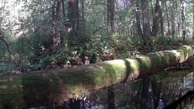 Птица с абсолютно чёрными глазами принимала ванны в заповеднике «Большая Кокшага»