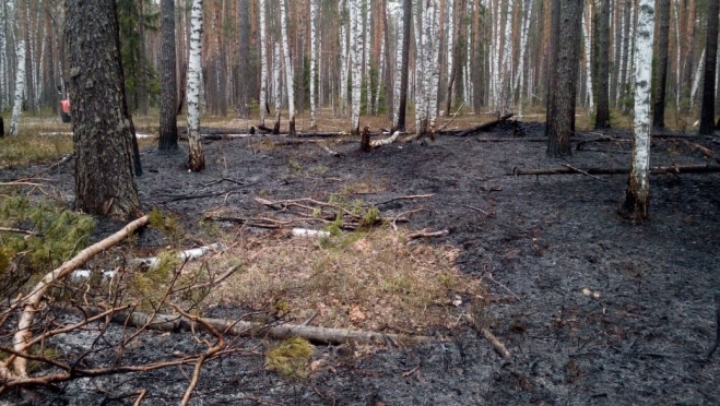 В Марий Эл начались лесные пожары