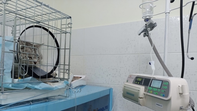 Ветеринары Медведевского района получили новое оборудование