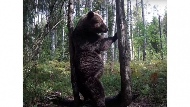В Марий Эл медведи в заповеднике танцуют у шеста
