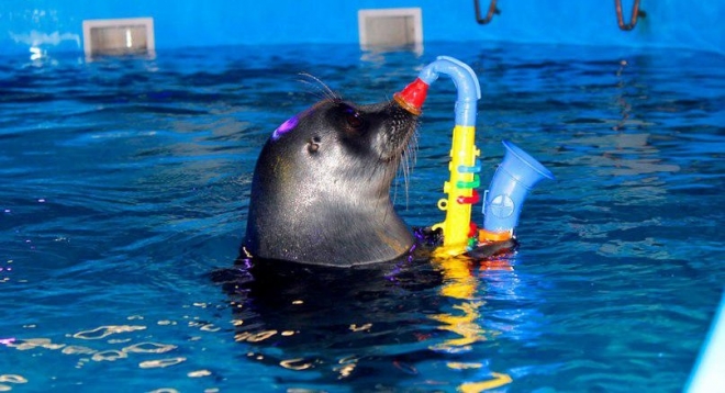 Водное Шоу Байкальских нерп