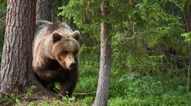 Из-за медведей в Татарстане пришлось отменить гонки по бездорожью