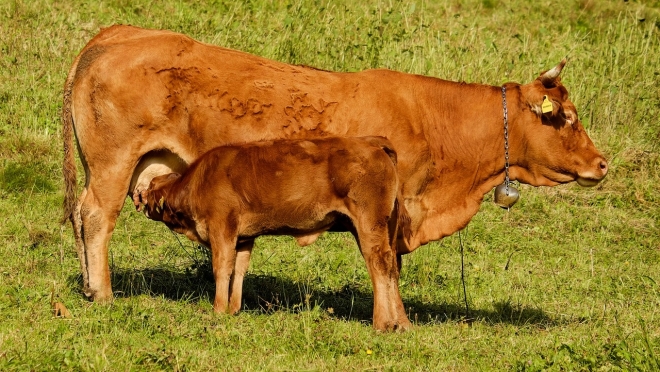 Жительнице Новоторъяльского района присвоено звание «Заслуженный работник с/х»