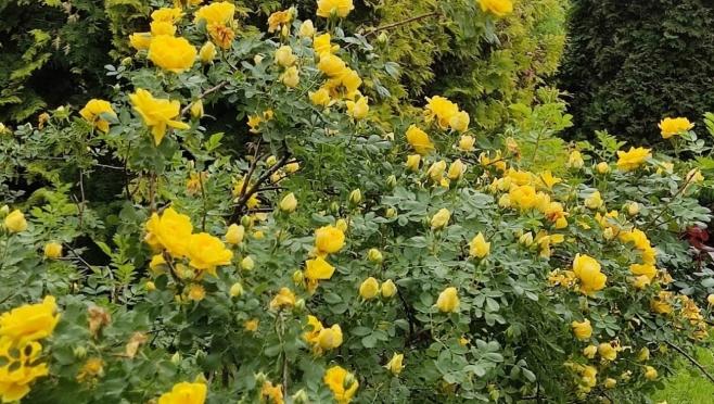 В Ботаническом саду в Йошкар-Оле благоухает вонючая роза