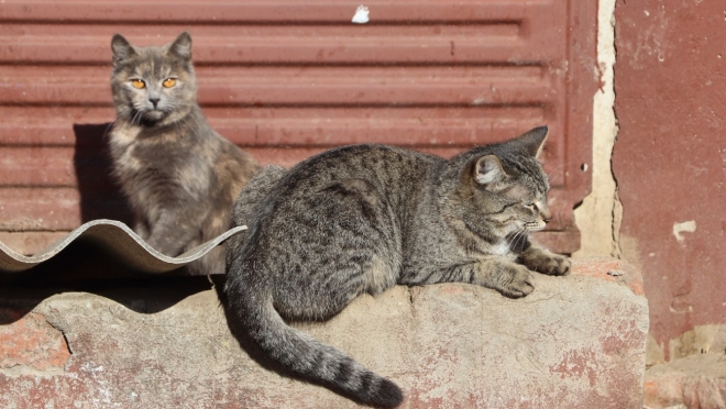 Погода в Марий Эл порадует почти летним теплом