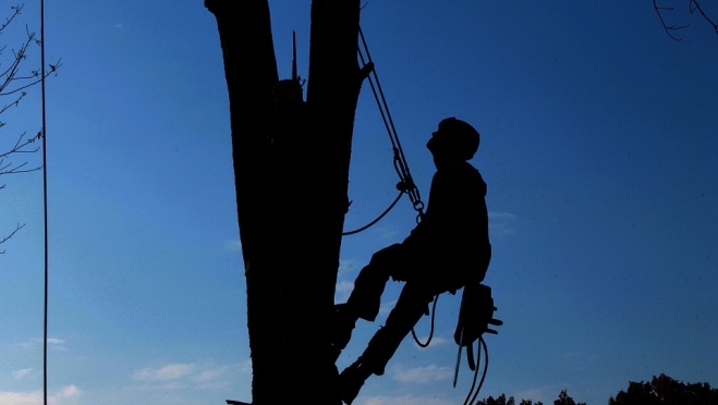 Из-за обрезки деревьев обесточат улицу Строителей