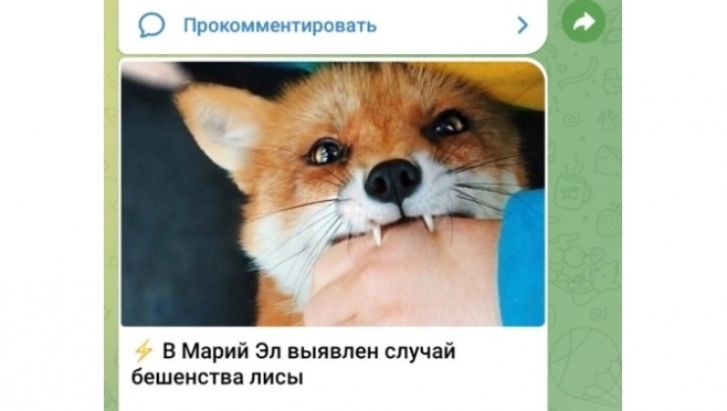 Ветеринары опровергли информацию о выявлении бешенства на территории Республики Марий Эл