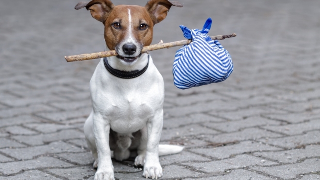 Выехать за границу с мелкими домашними животными будет проще