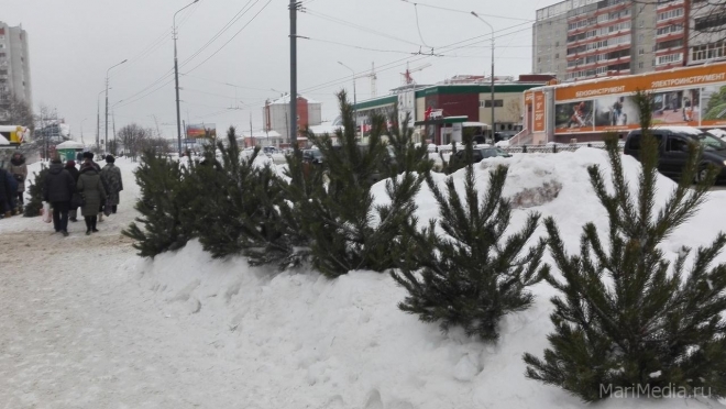 В Марий Эл разрешение на продажу живых елей действует последний год