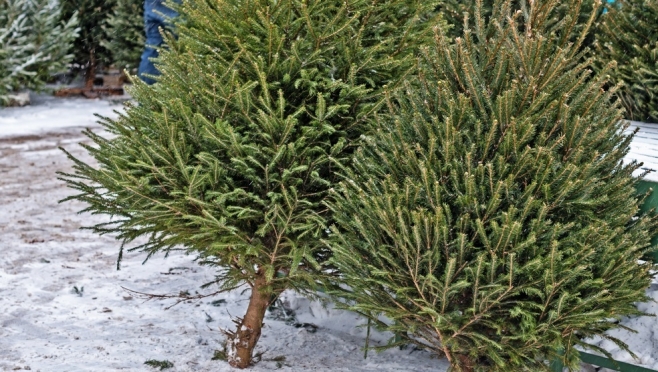 Завтра в Йошкар-Оле начнётся продажа живых ёлок