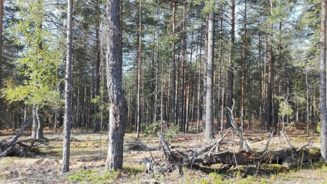 В Кокшайске предприниматель самовольно занял земельный участок площадью 5 473 кв. метров