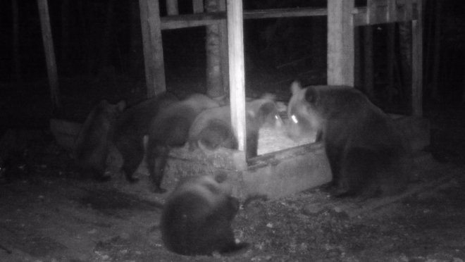 В Марий Эл запечатлели уникальный кадр: медведицу с пятью медвежатами