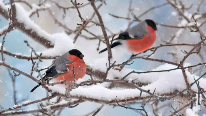 Синоптики Марий Эл прогнозируют мощное арктическое вторжение холода