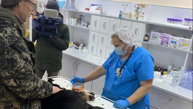 В Медведевской ветклинике можно бесплатно стерилизовать собаку