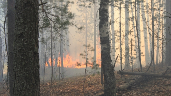 В Марий Эл сохраняется высокая пожароопасность лесов