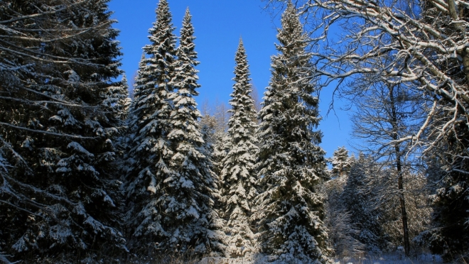 Главную новогоднюю ёлку страны спилят 8 декабря