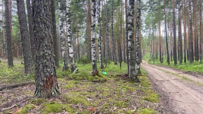 В лесу в Звениговского района в ДТП пострадал 46-летний питбайкер