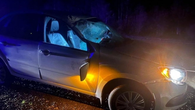 В Волжском районе в ДТП с лосем пострадал 33-летний пассажир «Лады Гранта»