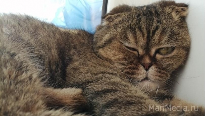 В Кировской области введут квоту на количество домашних питомцев