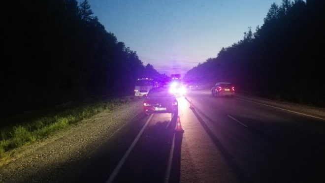 В Звениговском районе выбежавший на дорогу лось устроил ДТП