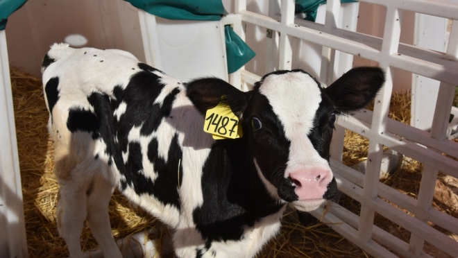 В Марий Эл увеличилось поголовье крупного рогатого скота на 0,1%