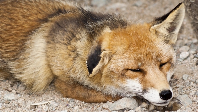 В Параньгинском районе объявлен карантин по бешенству