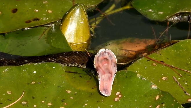 В Ботсаду Йошкар-Олы подсмотрели за «зевающим» ужом