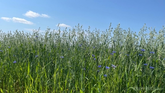 Начало августа в Марий Эл будет знойным