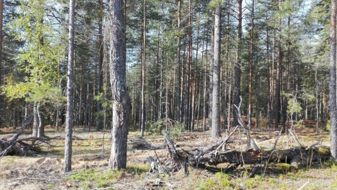 В лесах Марий Эл продолжают фиксировать высокий класс пожарной опасности