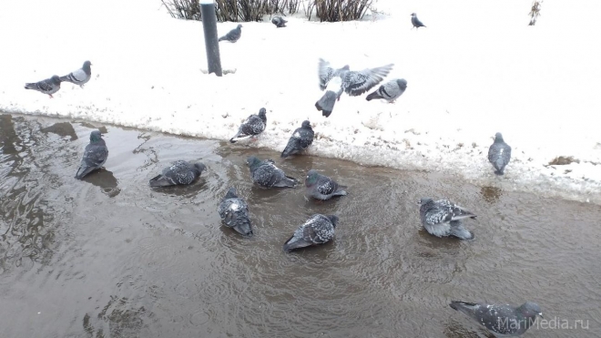 В выходные в Марий Эл будет тепло и сыро