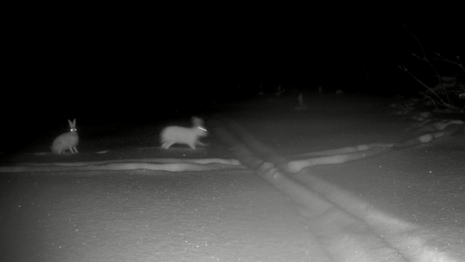 Фотоловушки марийского заповедника засекли зайцев