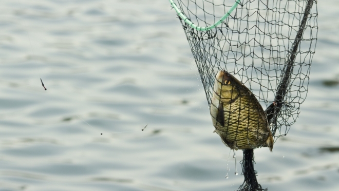 В Марий Эл нашли реку для разведения сиговых и форели