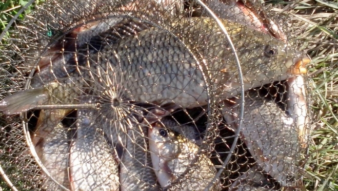 В России принят закон о любительской рыбалке