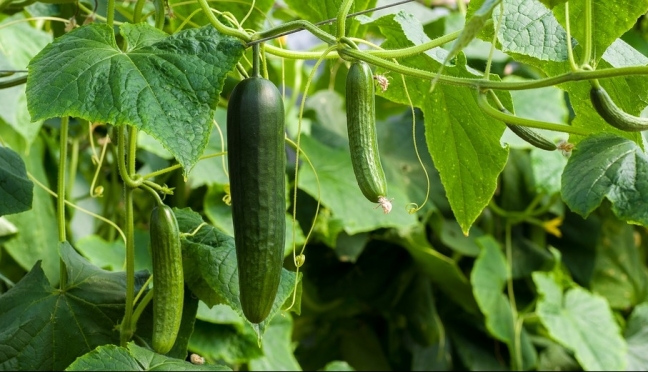 Огурцы от остеопороза: учёные назвали ряд полезных свойств этого овоща