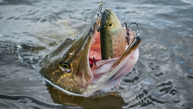 В Марий Эл запретили ловить рыбу и раков