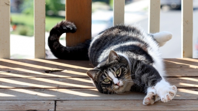 Операцию «мягкие лапки» предлагают законодательно запретить