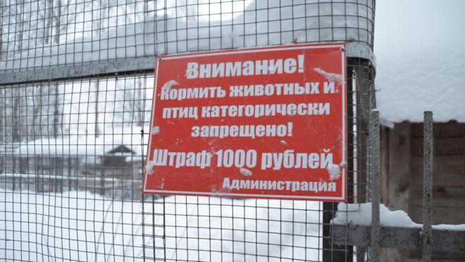 Медведевская медведица Дуся отметила 15-летний юбилей в уютной «берлоге»