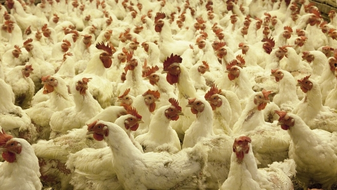Марий Эл вошла в топ-5 регионов по приросту производства мяса птицы