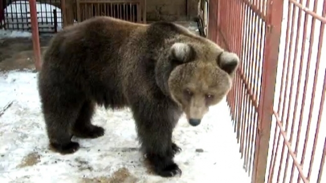 В Медведевском мини-зоопарке проснулась Дуся