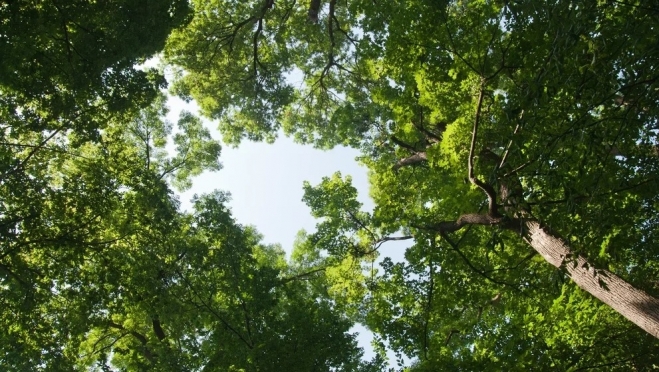 Леса в Марий Эл занимают более 1298 тысяч гектаров