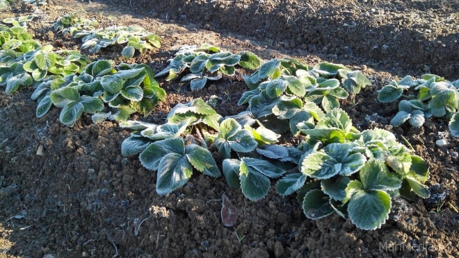 Экстренная гидрометеорологическая информация: в Марий Эл заморозки