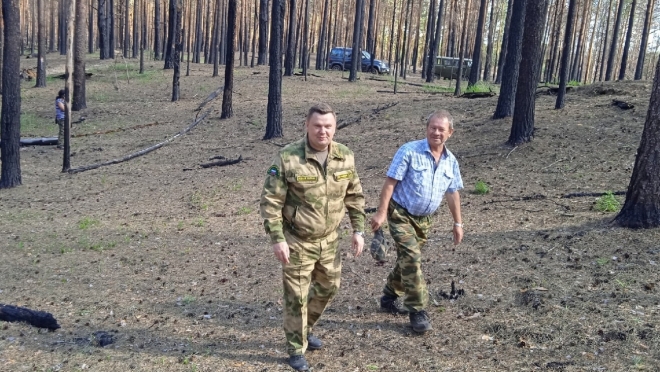 На горельниках Марий Эл продолжают восстанавливать лес
