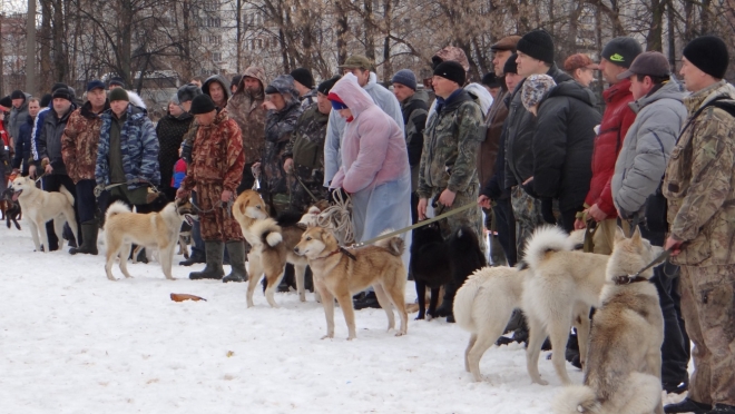 В деревне Кёрды завтра пройдёт выставка охотничьих собак