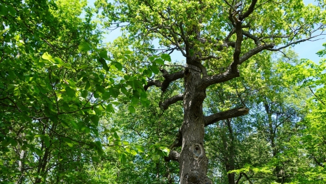 Дуб Пугачёва из Марий Эл может стать главным деревом страны
