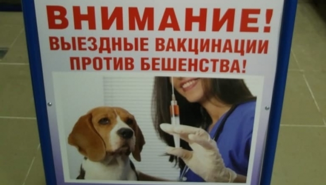 В деревню Шоя-Кузнецово завтра приедут ветеринары