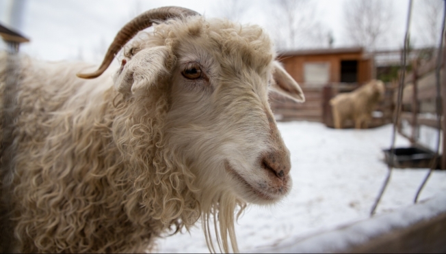 В Волжском и Звениговском районах  Марий Эл ликвидировали очаг оспы овец и коз