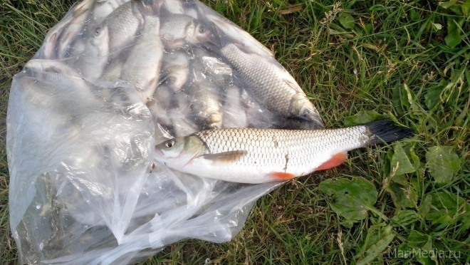 В Волжском районе поймали двух рыбаков-браконьеров