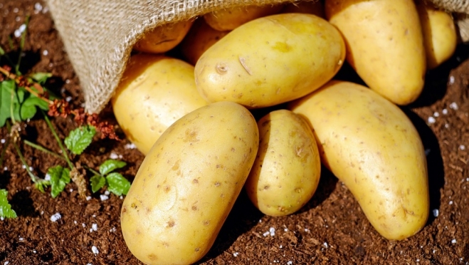 Аграрии Марий Эл готовятся к главному событию года выставке-форуму «Картофель-2019»